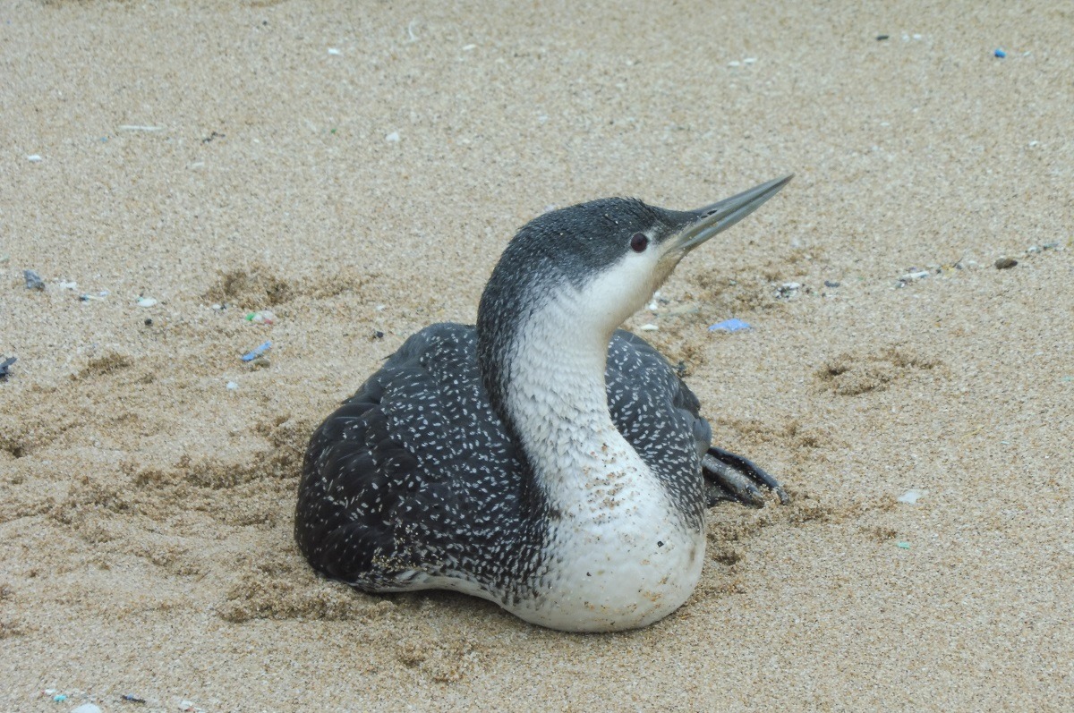 紅喉潛鳥現身基隆外木山沙灘。 基隆市動物保護防疫所/提供