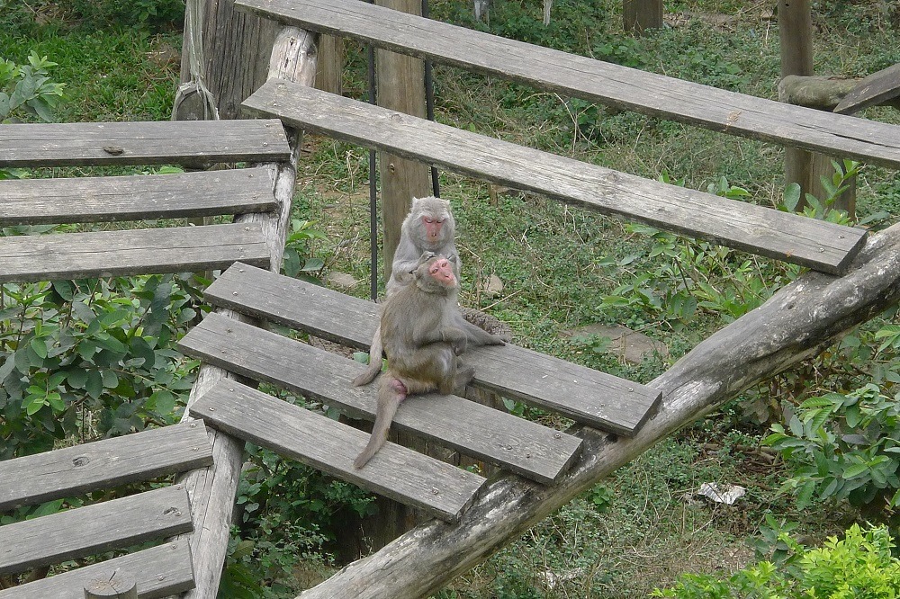 台灣獼猴部分地區族群數量持續攀升，但整體台灣獼猴族群數量仍不足。（示意圖，照片為屏科大保育類野生動物收容中心）　何宜/攝