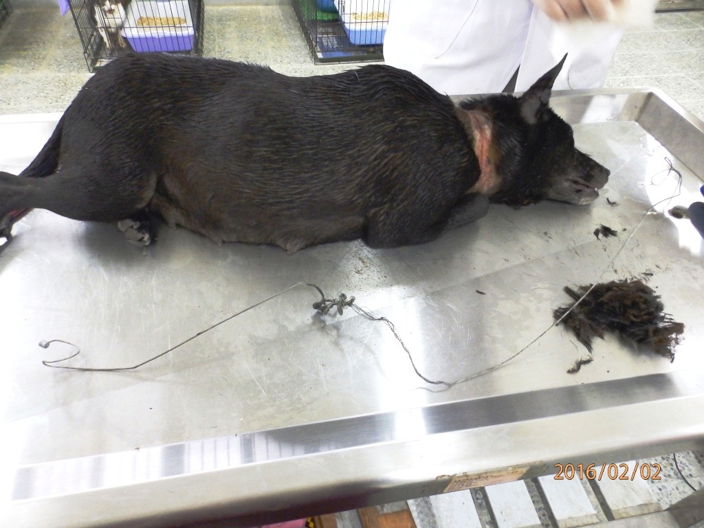 套索陷阱材料簡單，卻和橡皮筋一樣，久未取下就會造成動物極大痛苦。　基隆市動物保護防疫所/提供