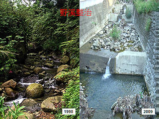 大山背地區的溪流經過「整治」後，水泥護欄成了青蛙成家、回家的一大阻礙。　取自青蛙小站電子報