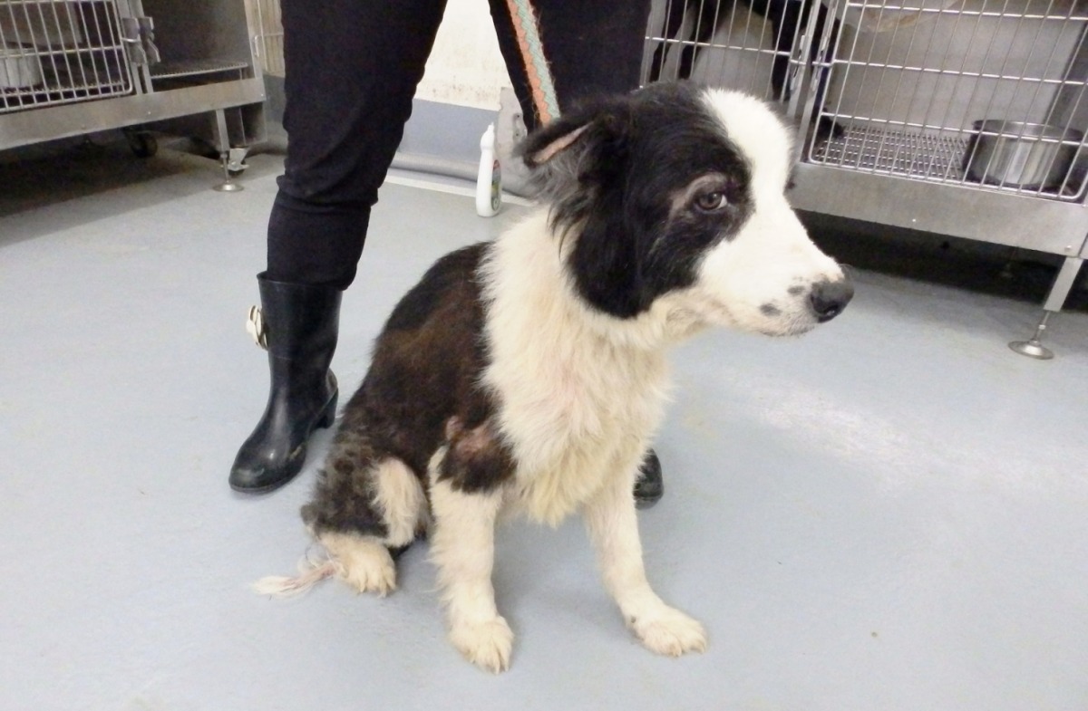 被棄養的邊境牧羊母犬已經10多歲，身體虛弱。　基隆市動物保護防疫所/提供