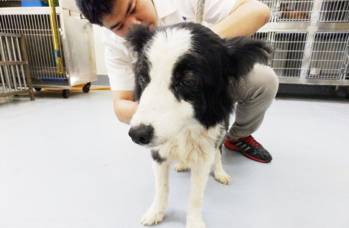 更詳細的健康檢查過後，被棄養的邊境牧羊犬並未發現患有肝炎。　台灣動物新聞網資料照(基隆市動物保護防疫所/提供)