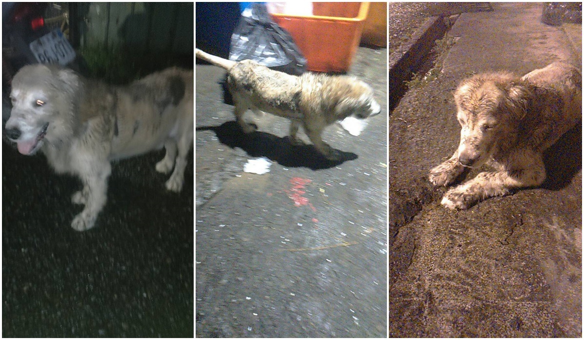 麥麥10年前在外流浪時的模樣，當時牠大約1、2歲。　John/提供