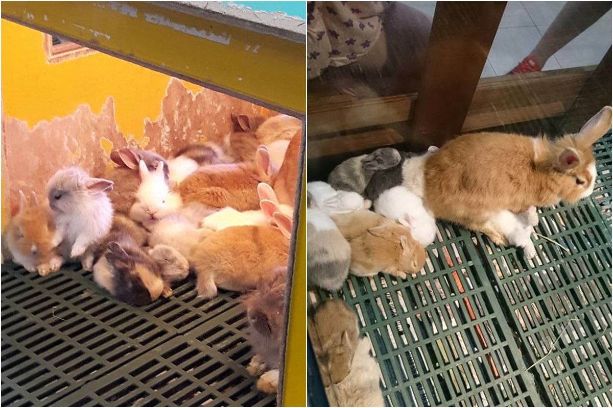 「可愛動物mini農莊展區內拍到的新生幼兔。　檢舉民眾/提供