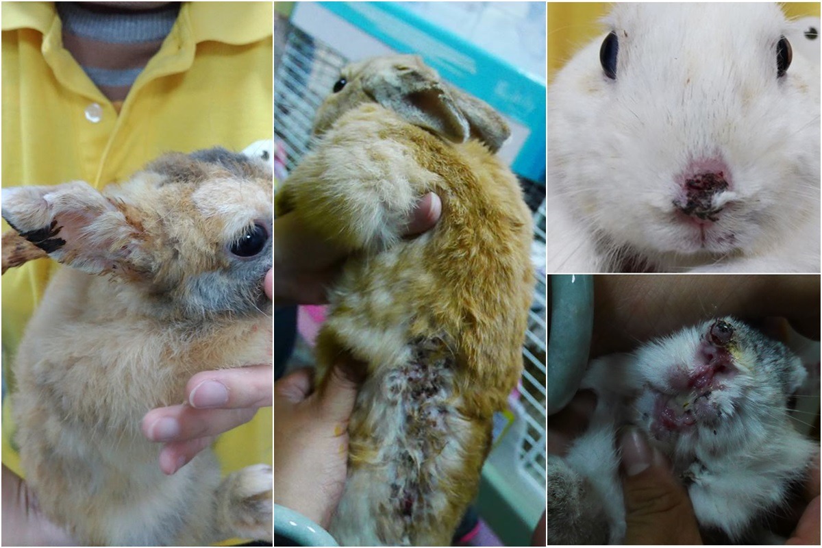 15日愛兔協會從IFG遠雄廣場接出的公兔，每一隻都傷痕累累。　台灣愛兔協會/提供