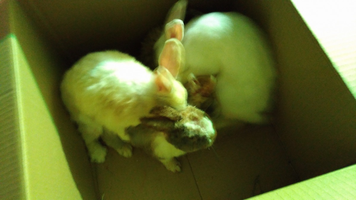 15日愛兔協會從IFG遠雄廣場接出的公兔，工作人員帶出時還在騎乘打架。　台灣愛兔協會/提供