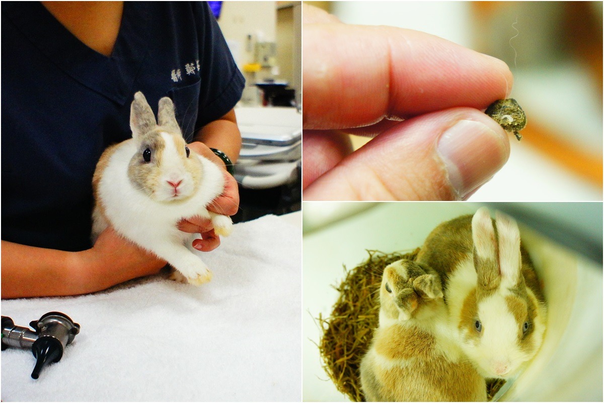 先帶出的兔子已完成健檢，糞檢項目檢查出線蟲。　台灣愛兔協會/提供