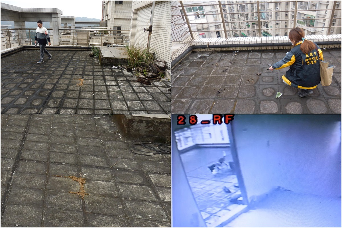 頂樓布滿犬隻糞便,沒有水盆、食盆及遮蔽的狗屋,狗飼料還直接灑在地上,但案發當日樓梯間監視器沒有拍到人前往頂樓。 基隆市動物保護防疫所/提供