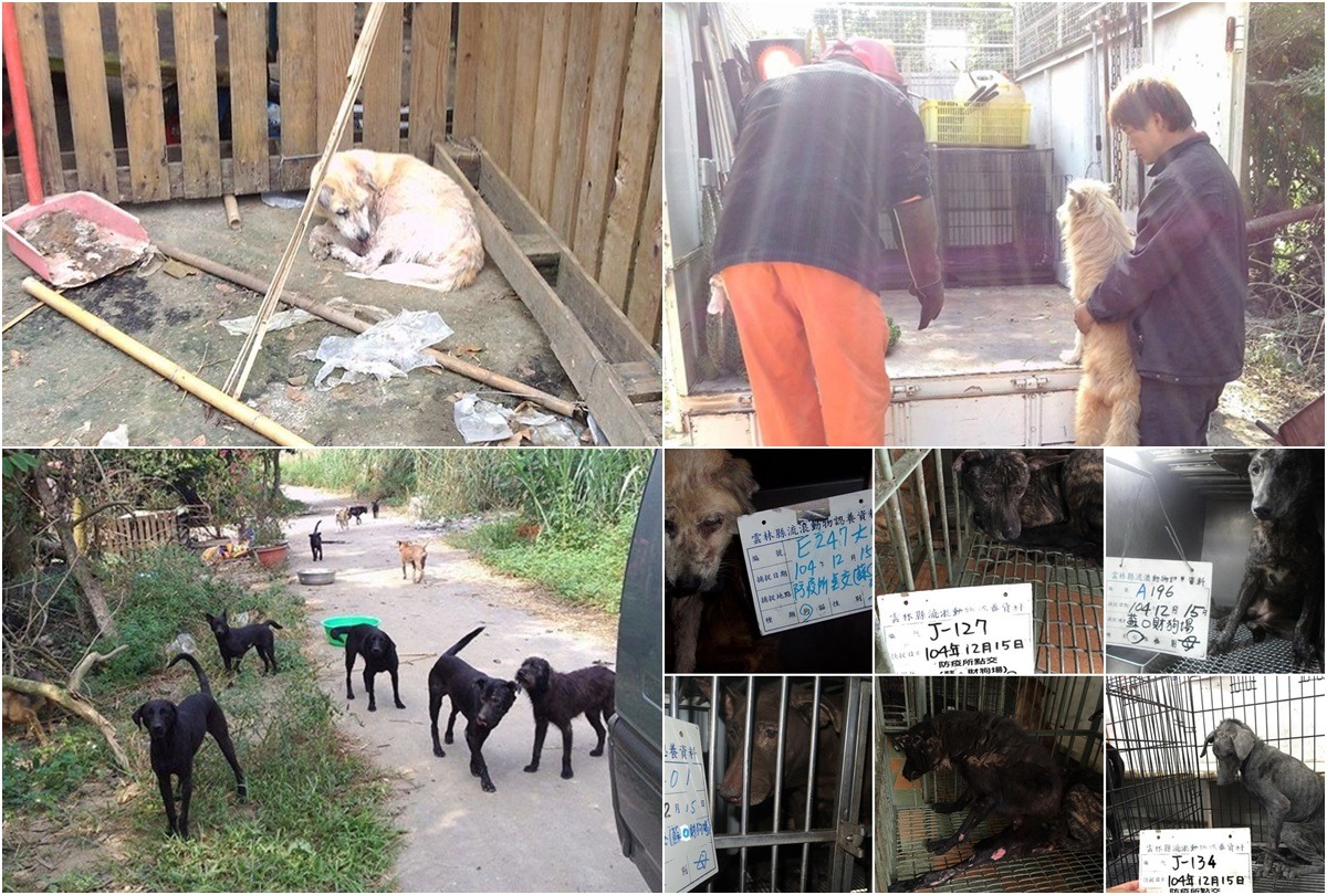 2015年底，雲林縣動植物防疫所強制沒入蘇進財狗園不當飼養的犬隻100隻。　台灣動物新聞網資料照(雲林縣動植物防疫所/提供)