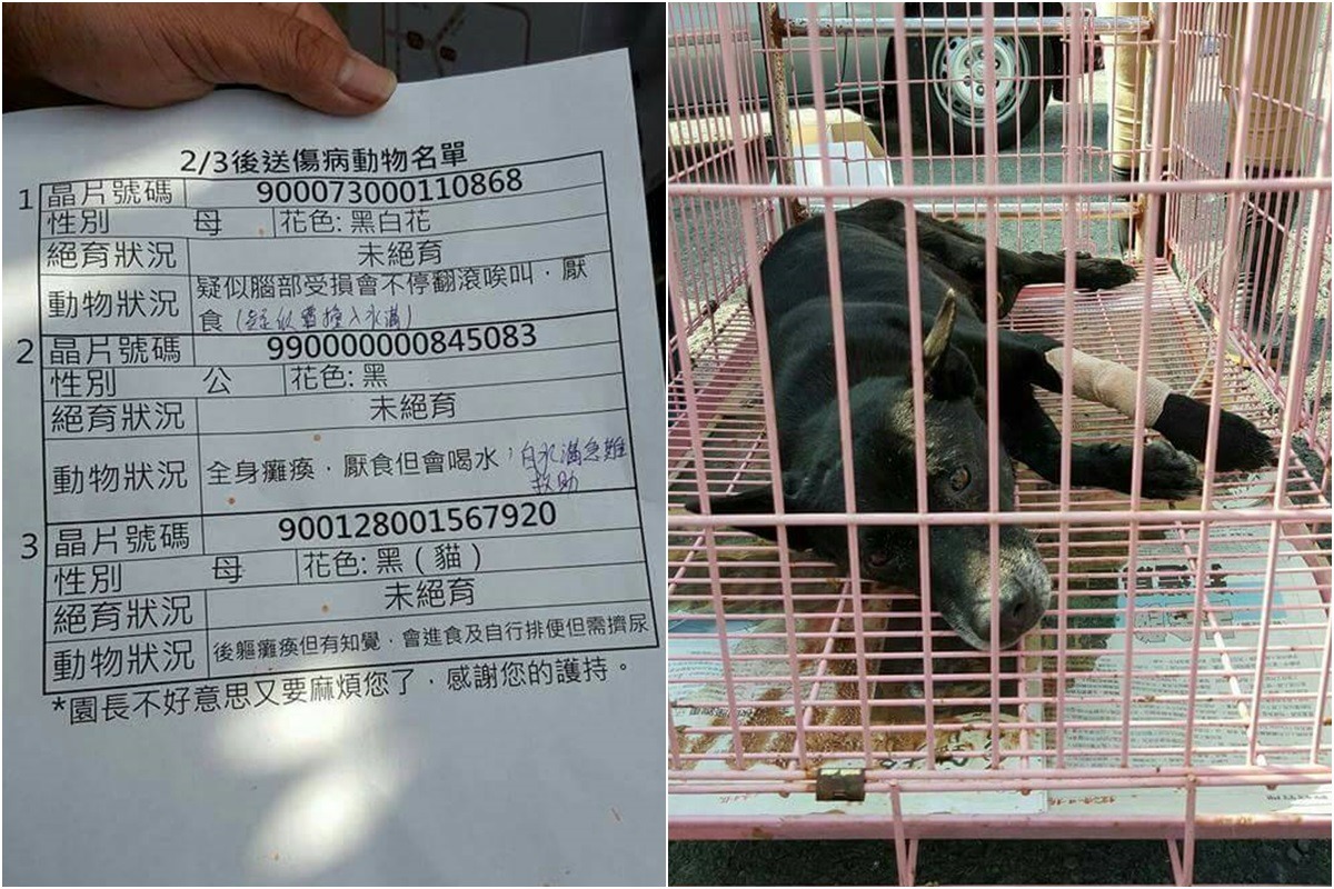 地方動保機關送交的傷病動物。　徐園長/提供