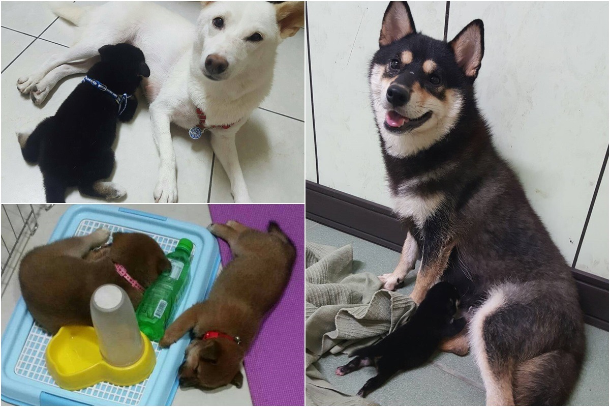 新竹縣7月底送養的非法繁殖犬中，有許多幼犬、哺乳中的母犬還不能絕育。　新竹縣家畜疾病防治所/提供