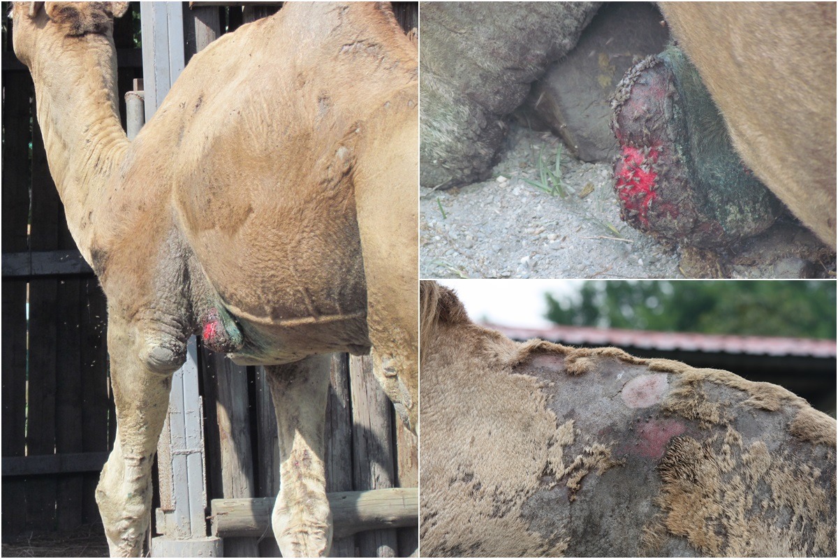 單峰駱駝左下腹垂掛著一顆疑似「肉瘤」的組織,傷口滿布蒼蠅,右上背與右大腿上方也都有傷口和蒼蠅。 台灣動物社會研究會/提供