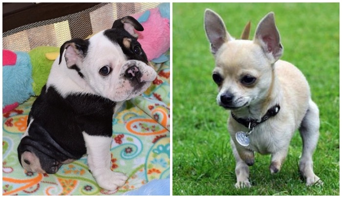 盆栽（左）與小袋鼠（右）都少了兩隻腳，但依然活力十足。 取自網路