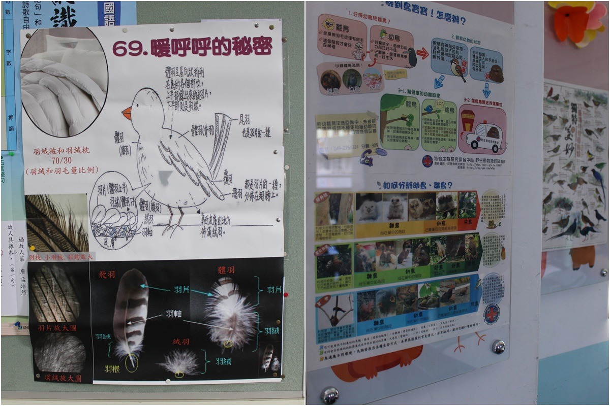 (左)小朋友參加台北市教育局舉辦的「2016台北科學日」，向大眾講解鳥羽「暖呼呼的秘密」使用的海報；(右)武老師的導師班裡有許多鳥類知識海報。　李娉婷/攝