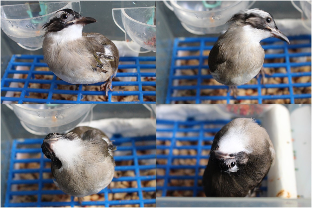 飛飛的頸部會無法控制的不斷扭動，過去症狀較嚴重時還會接近90度向後反折。　李娉婷/攝