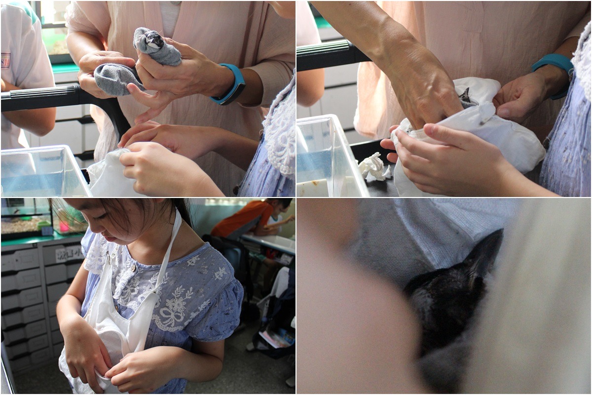 將飛飛用襪子保定後放進袋中，牠的頸部馬上就停止了扭動，這時伸手進袋子裡摸摸牠，牠還會舒服的瞇眼睛呢！　李娉婷/攝