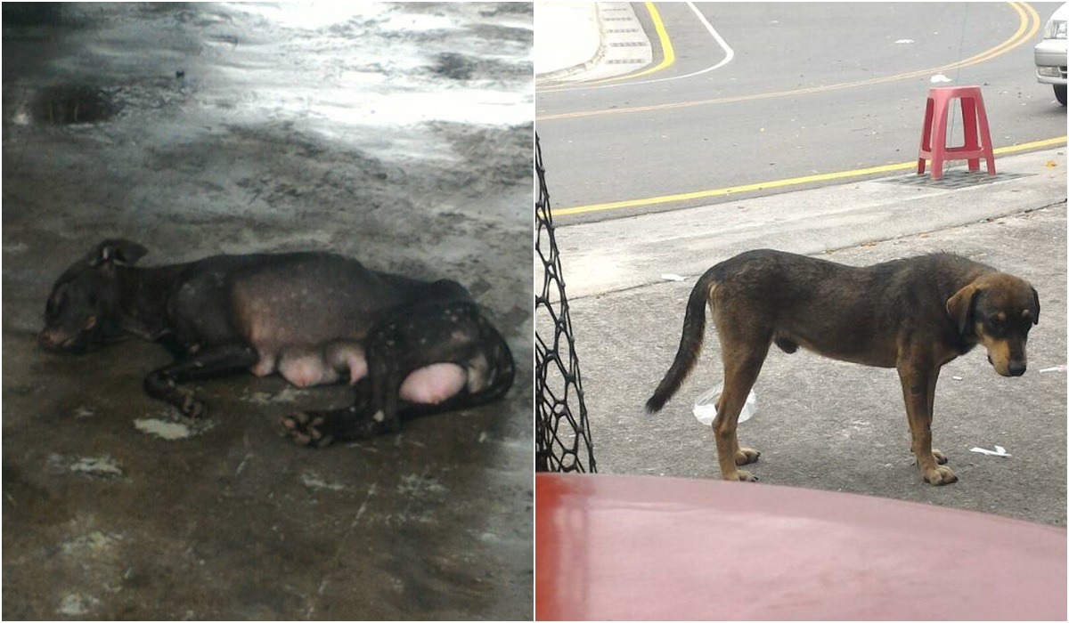 在台東，民眾多以放養方式養狗，但又沒有為動物絕育、施打疫苗及寵物登記的觀念。　臺東縣關懷生命協會/提供