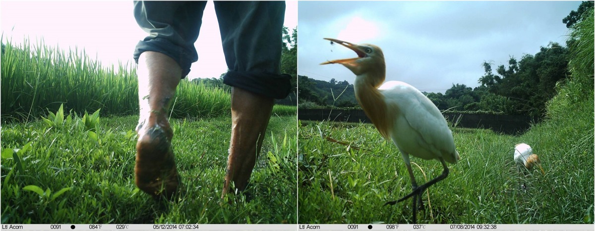 除了牛背鷺、小白鷺、竹雞、大冠鷲與夜鷺，自然觀察攝影機拍到最多的是這雙腳