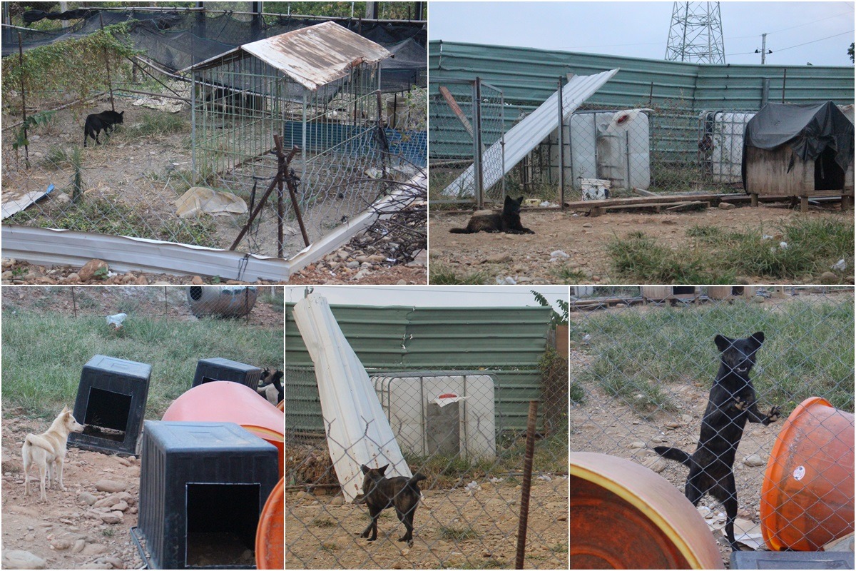 呂小姐的狗場裡沒有什麼特別規劃的「犬舍」，但有各種DIY的狗屋，讓狗兒遮風避雨。　李娉婷/攝