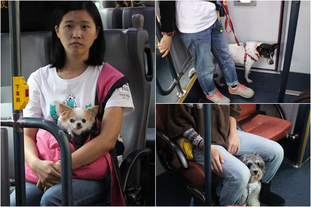 小型犬可放於提包中抱在身上，或是繫上牽繩安置於兩腿之間，中大型犬繫好牽繩看顧在身側，都是保護狗狗跟其他乘客的好方法！　李娉婷/攝