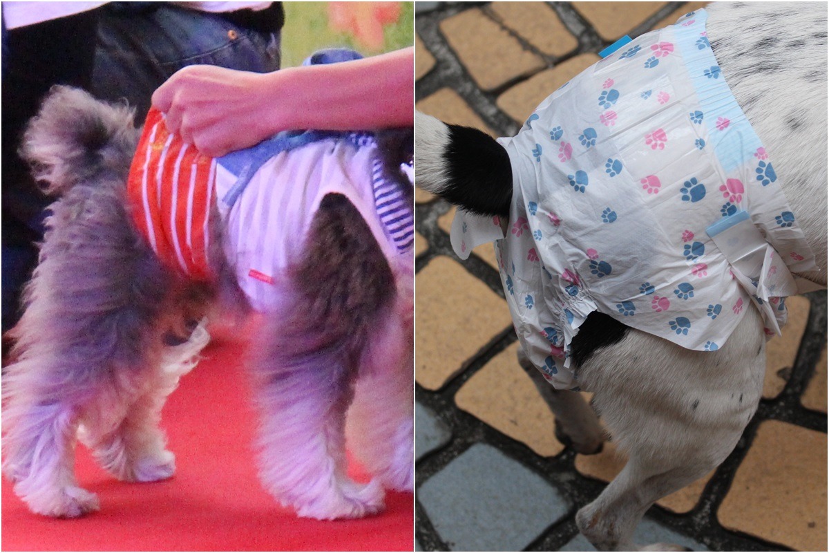 為狗狗包禮貌袋(公狗用)、尿布，除了防止狗狗隨地便溺外，也可以避免狗狗因為發情或生理期的氣味而造成混亂。　李娉婷/攝