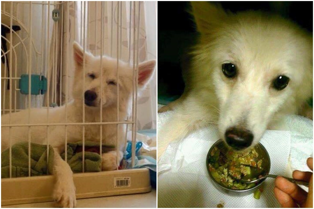 小雨乖巧又溫順，吃東西也細嚼慢嚥，是氣質小美女！    取自狐狸犬的幸福拼圖