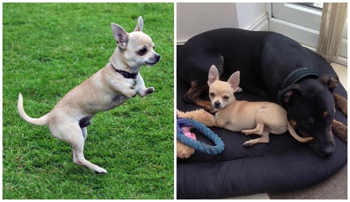 小袋鼠從出生就沒有前肢，但牠不覺得自己有缺陷。 取自mirror