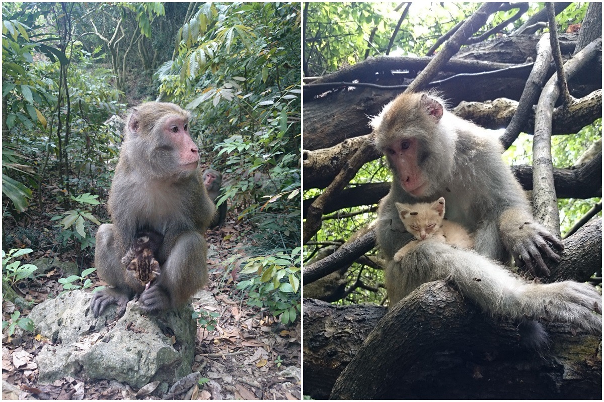 破四弟抱小貓的照片，曾經引起許多民眾反彈，認為牠是在玩貓、虐貓。　林美吟/提供