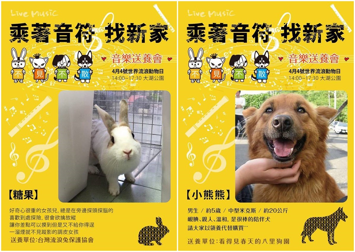 「乘著音符找新家」音樂送養會除了狗兒,還有兔送養。 取自挺挺應援團
