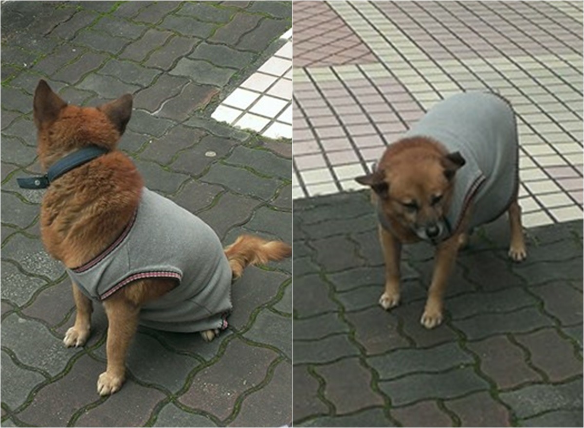 3隻流浪狗中，湯姆一家與咖啡最親近，咖啡生前時常與他們互動。　網友湯姆/授權提供