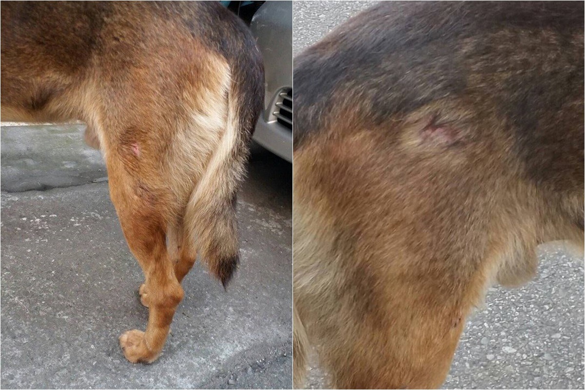 「咖啡」受害後，「大笨狗」也被發現身上有多處彈痕。　　湯姆/授權提供