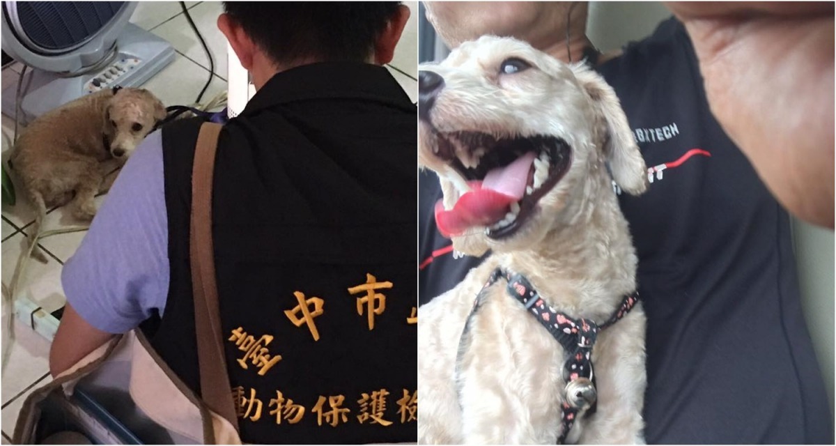 稽查時,受虐的貴賓狗縮在角落,看來相當膽怯,被帶離林男身邊後後適應良好,很快恢復笑容。 台灣N.O.E.行動組織/提供