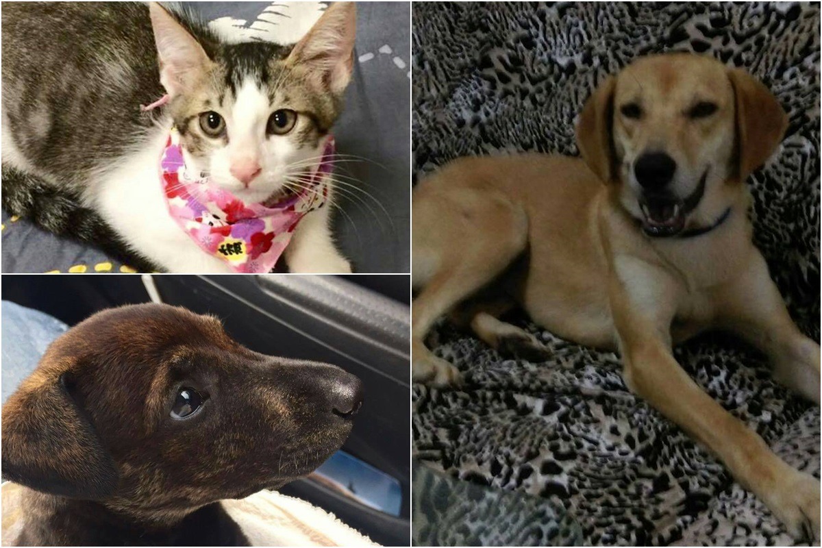 17日要送養的浪浪們。 新北市寵物商業同業公會/提供