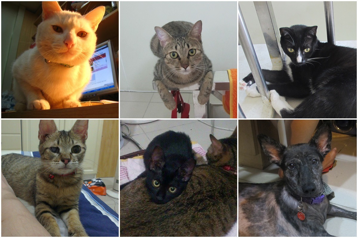 除了麥麥外，John家其他隻貓咪與狗兒，度估（左上）與小掰（右下）也時常在John的漫畫中客串。　John/提供