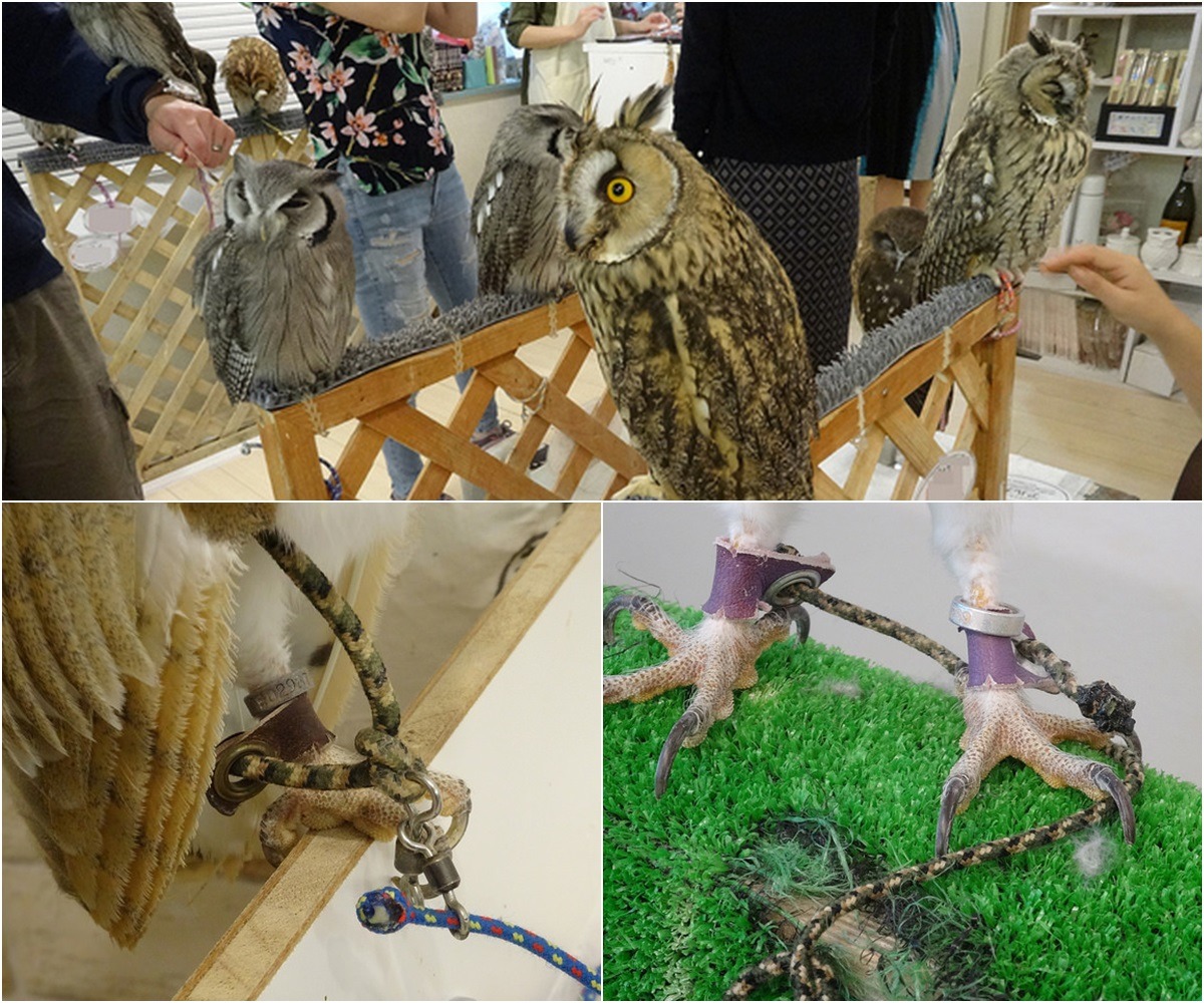 顧客在貓頭鷹咖啡店內任意觸摸、拍照；貓頭鷹無法自由活動、飲水。　圖片來源：Japan AnimalRightsCenter アニマルライツセンター