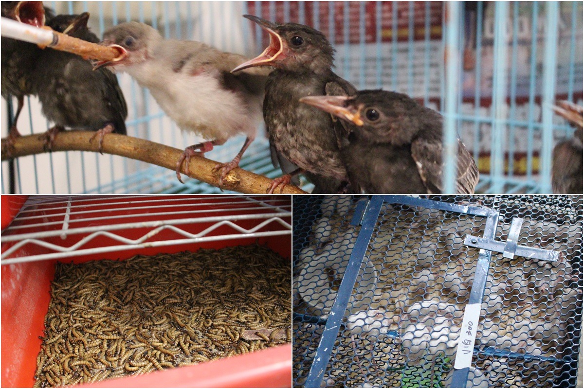 根據鳥種不同，餵食的食物種類也不同，部分幼鳥需要調製飼料人工餵食，成鳥除了飼料外，還需要補充動物性蛋白質(蟲)，猛禽則另需要肉食(小白鼠)。　　林欣慧/攝