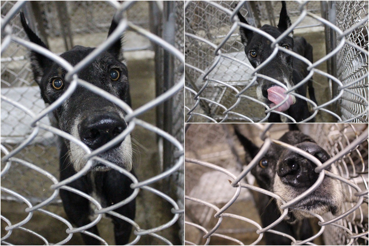 被棄養的大型犬，親人不親狗，但一般籠舍未對外開放、大型犬能到送養會現場的機會也相當低。　李娉婷/攝