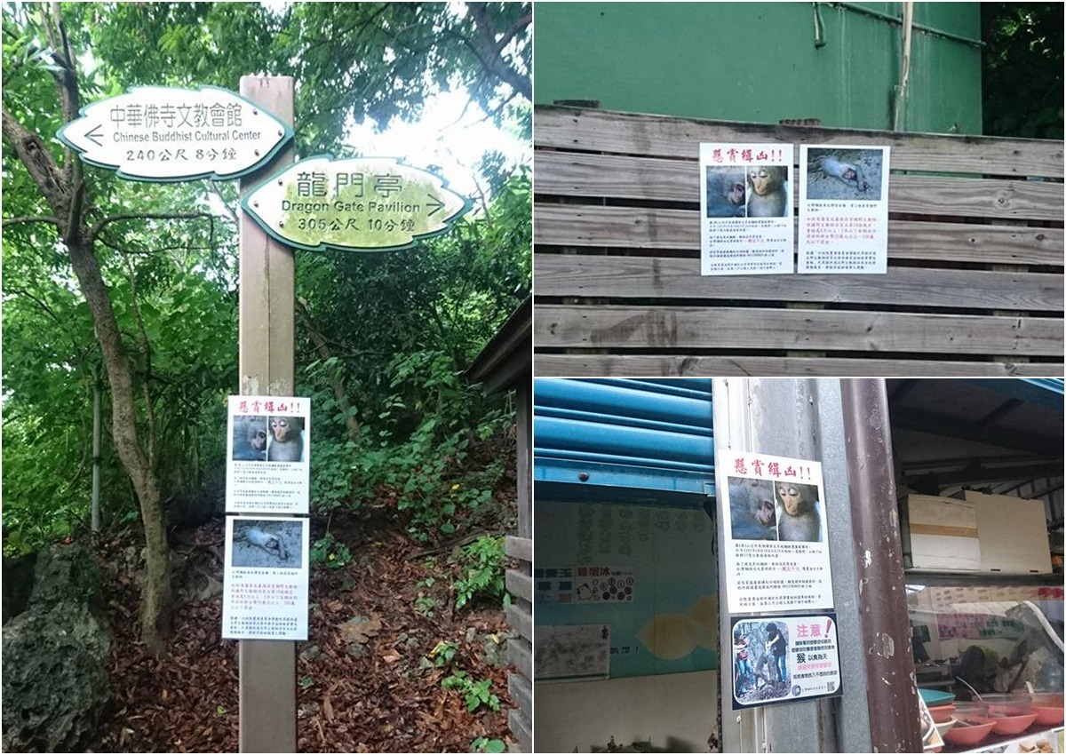 林美吟在登山口附近張貼告示，請山友協助逮出毒猴兇手。　林美吟/提供