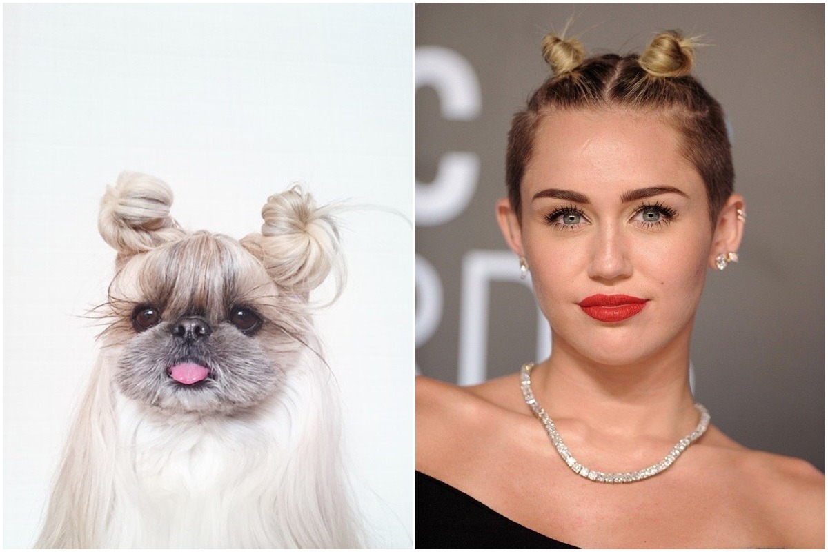 取自boredpanda、網路