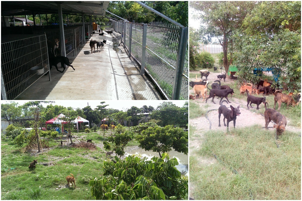 田愛媽表示，台北市動保處拍到的照片狗隻數較少（左）是因為稽查人員是陌生人；平常狗兒是分區管理、大多都能自由活動（右）。　台北市動保處、田愛媽/提供