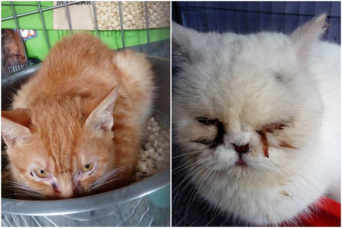 與溝溝同籠的橘貓、其他被沒入的動物在案件結束前都將暫時安置於新竹市動物收容所。 志工劉小姐/提供