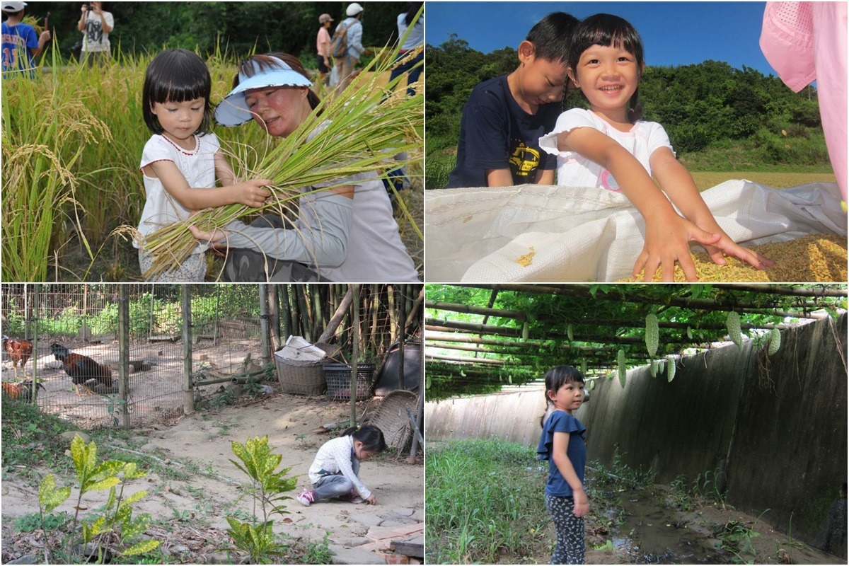 一般的苦瓜沒有套袋，就一定有噴藥，但阿伯的苦瓜就地取材，只利用現場環境的溫度，就能控制病蟲害。