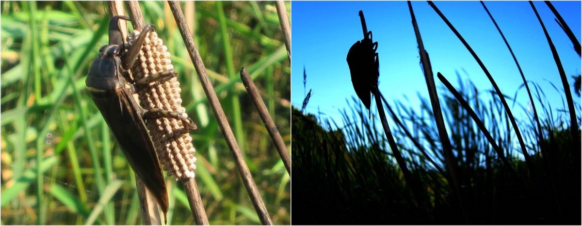田鱉正在照顧牠的卵