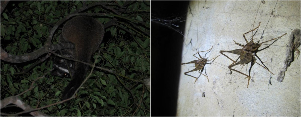 與李家對望的白鼻心，屋裡還有蚱蜢大軍