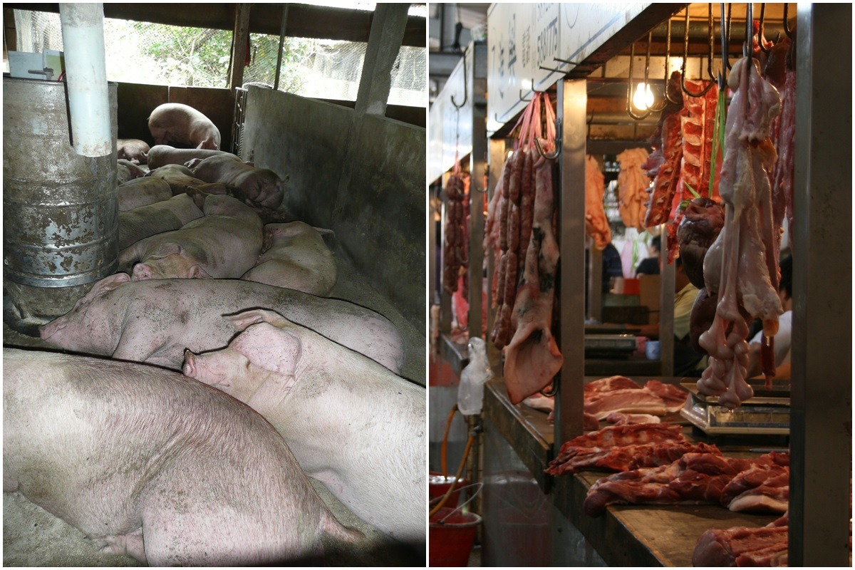 台灣人過度肉食,造成家禽畜普遍密集飼養,動物健康與福利都堪憂,依衛福部建議蛋豆魚肉類每日攝取105克到280克計算,吃一片一般大小的雞排(約330克)就超標。 台灣動物社會研究會/提供