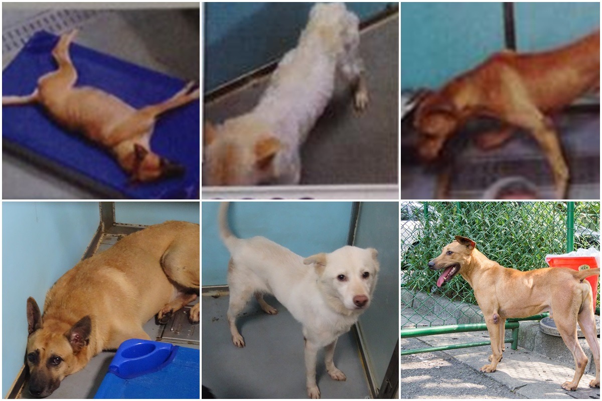 台北市動保處於昨日拍攝週刊所稱「紙片狗」（上）之近照（下）。 台北市動保處/提供