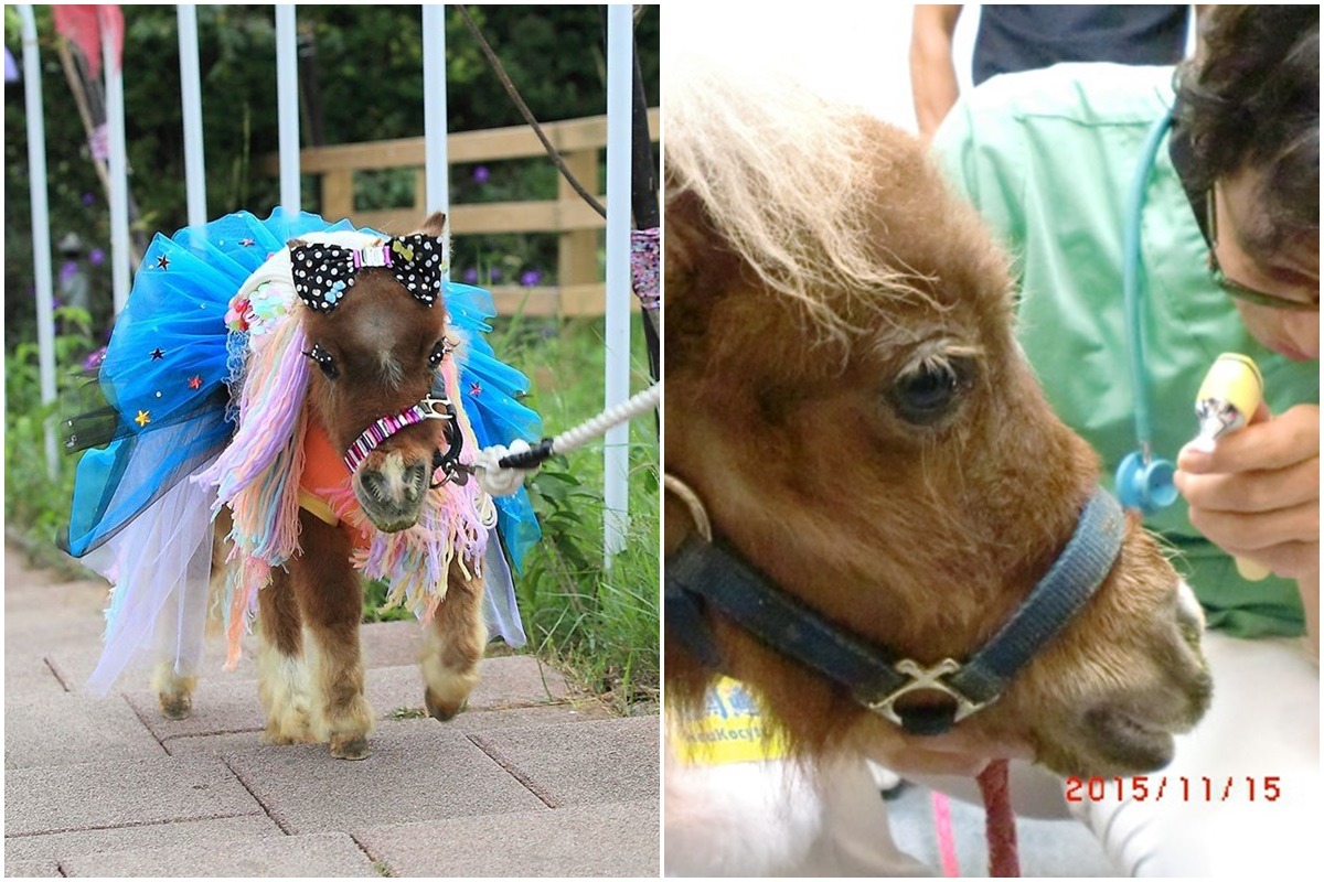 廠商於寵物展不僅張貼馬兒戴假睫毛的活動照,更牽著黏有假睫毛的小馬在展場中走動,被民眾檢舉,經台北市動保處獸醫師檢查後判定沒有虐待動物行為。 取自立可適臉書、台北市動保處/提供