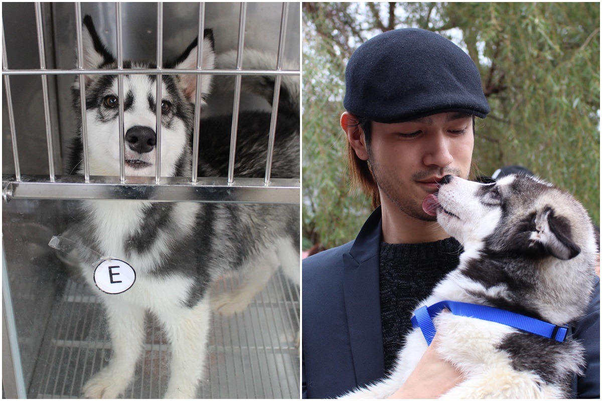 高先生遠從桃園而來，對飼養活潑好動的哈士奇很有信心，表示會帶著狗兒一起運動；小哈士奇被帶出時雖然緊張，但一見到新主人馬上偷襲親了一口。　李娉婷/攝