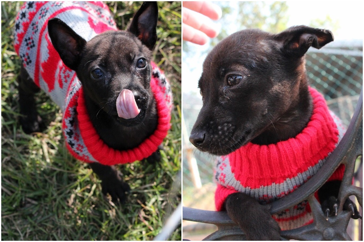 希望東海小黑這次找到的是永遠的家! 台中市動保處/提供