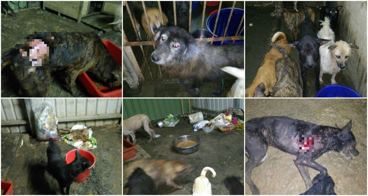 竹東伍愛媽狗場的慘況。　台灣流浪動物救援協會/提供